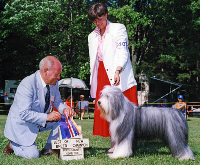 Smokey earns his Canadian championship with another Best of Breed. Here is is with his mommy and the judge in a "show photo".